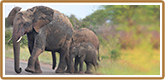 Click to read more about our Safaris