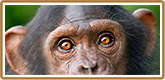 Click to read more about Chimp Eden